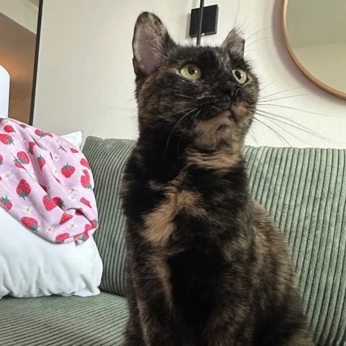 MAMA BEAR - Domestic Short Hair available for adoption