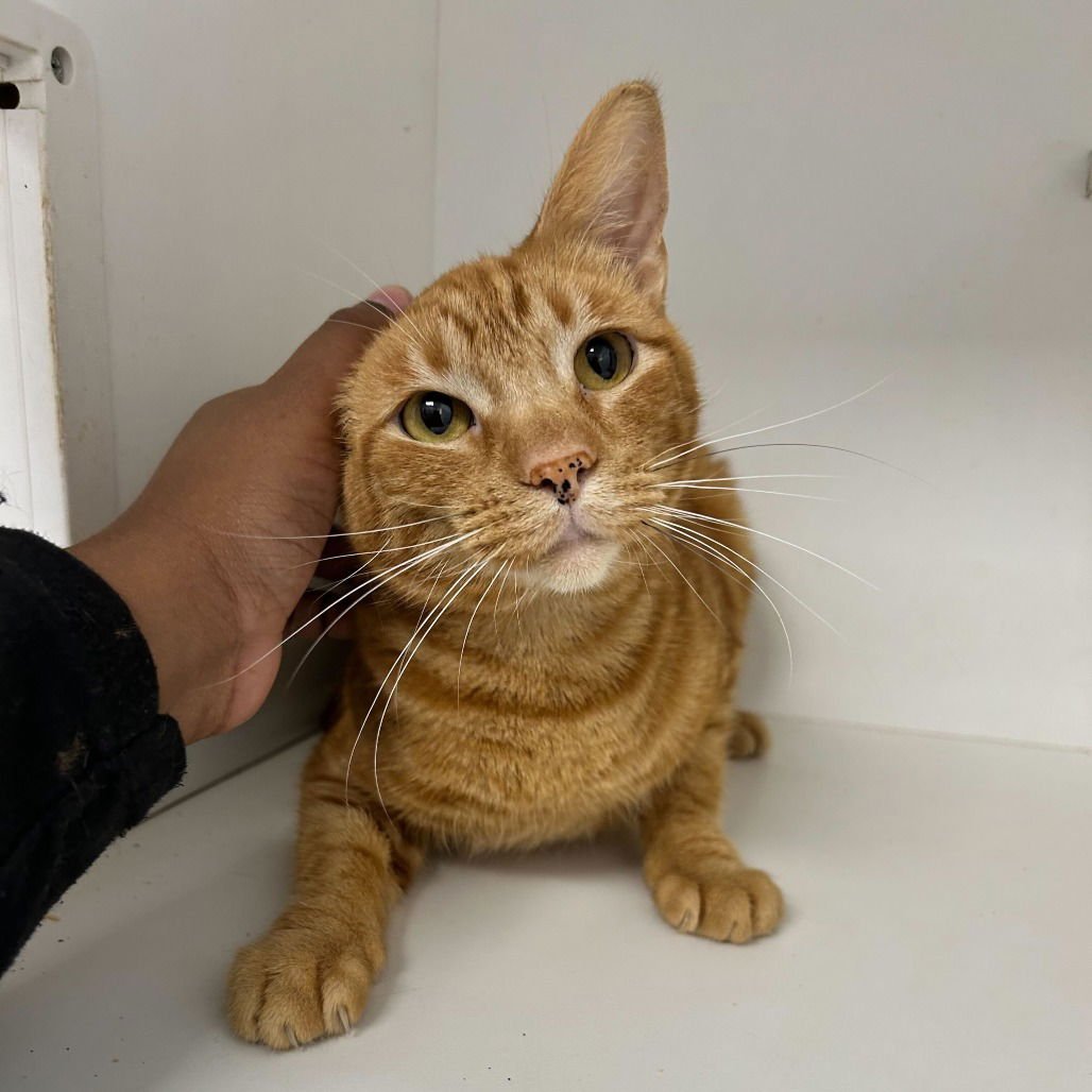 QUIN - Domestic Short Hair available for adoption