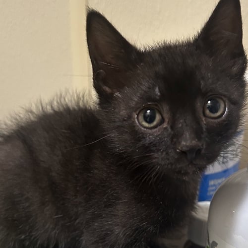 MONROE - Domestic Short Hair available for adoption