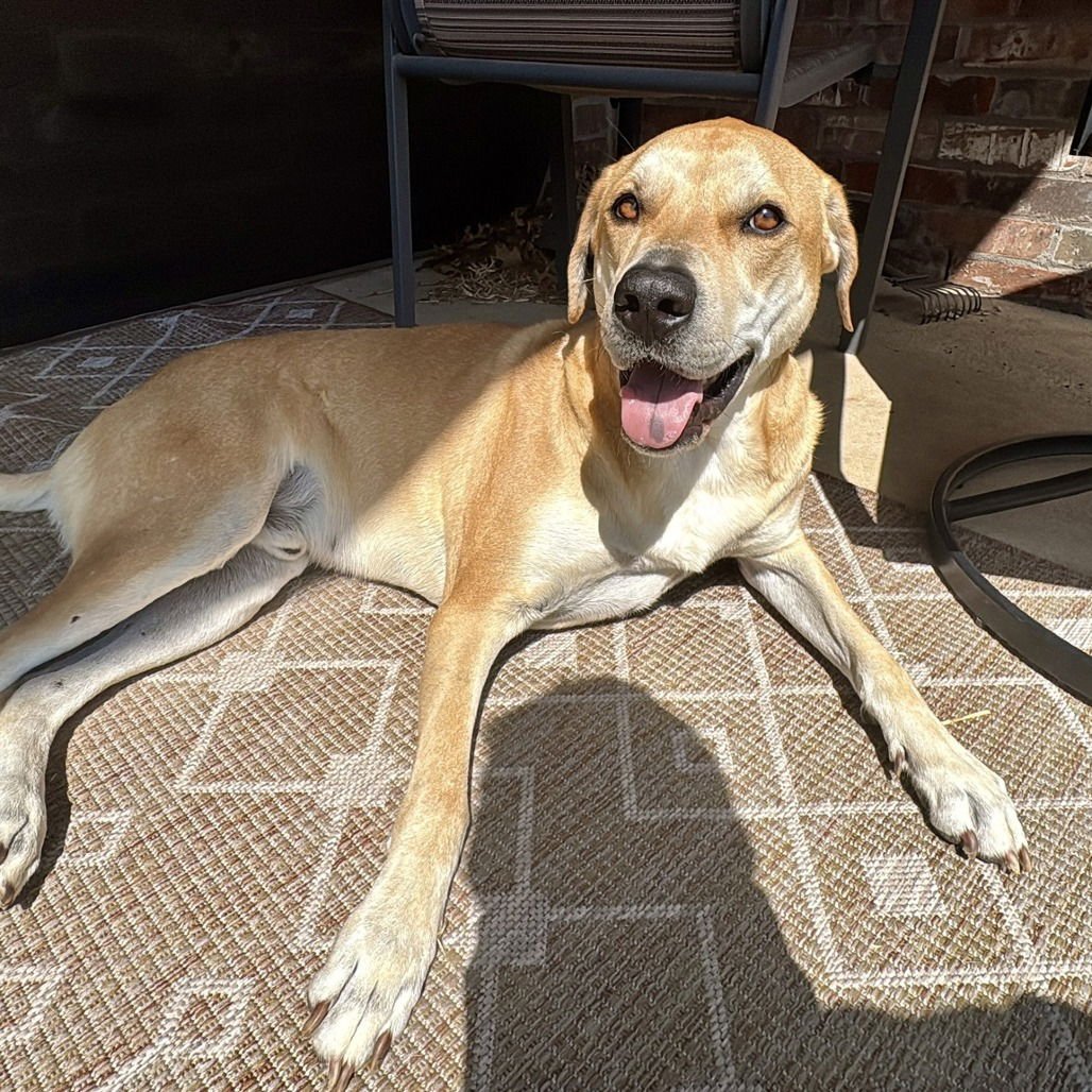 HANK IV (NEW DIGS) - Yellow Labrador Retriever available for adoption