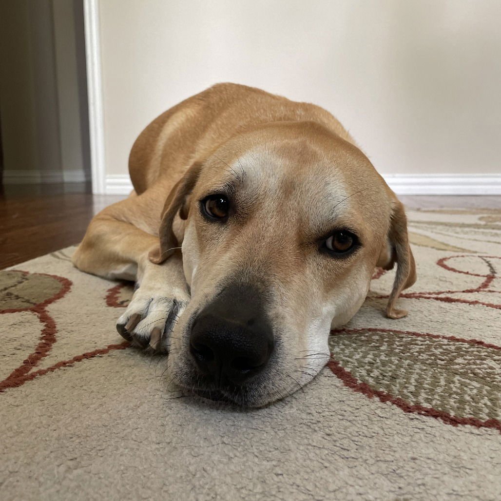 Hank IV (New Digs) - Photo 3