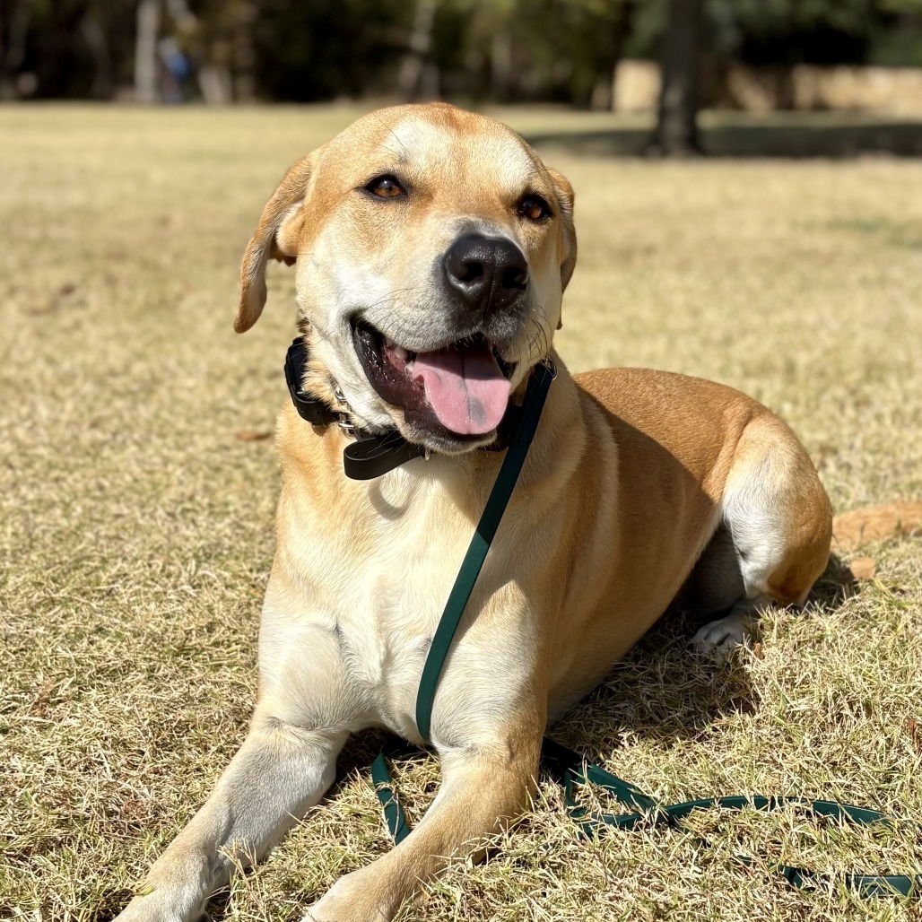 Hank IV (New Digs) - Photo 4