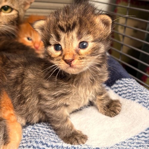 PEARL - Domestic Short Hair available for adoption
