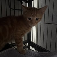Marmalade - Photo 2