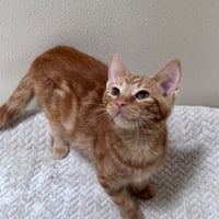 Marmalade - Photo 4