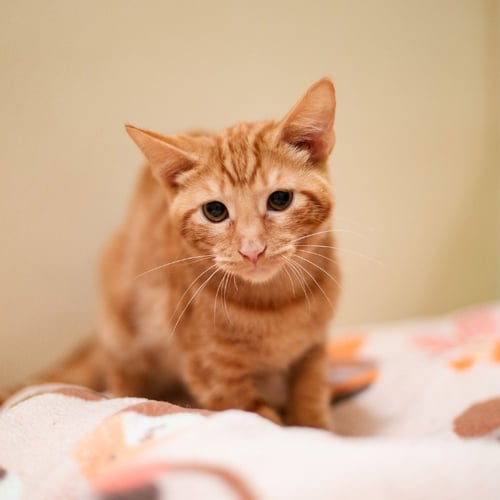 MARMALADE - Domestic Short Hair for adoption in Carrollton