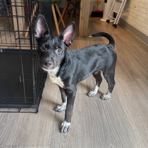 AXL ROSE - Terrier available for adoption