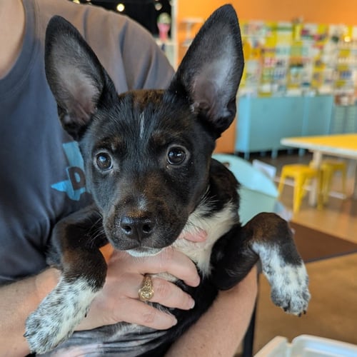 AXL ROSE - Terrier available for adoption