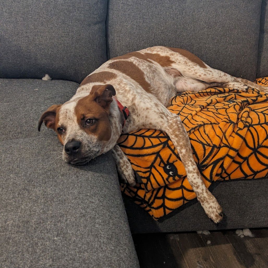 SALLY (NEW DIGS) - Hound available for adoption