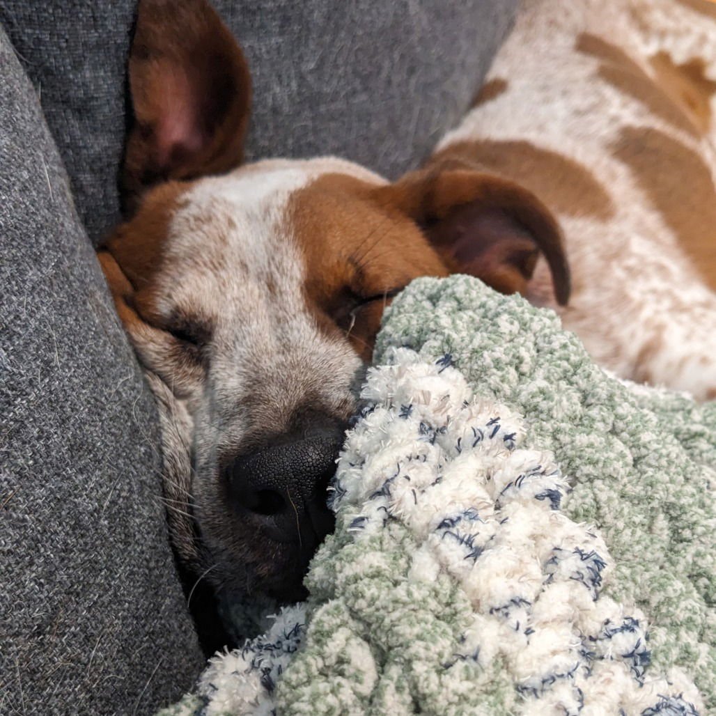 SALLY (NEW DIGS) - Hound available for adoption