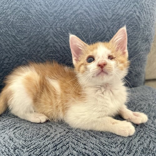 MEGAN THEE (BLIND) STALLION - Domestic Short Hair available for adoption