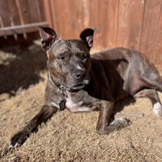 HARLEY IX (NEW DIGS) - Pit Bull Terrier available for adoption