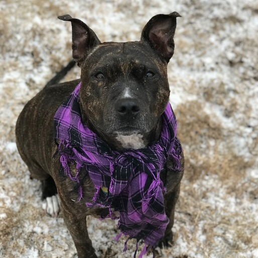 Harley IX (New Digs) - Photo 3