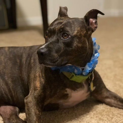 Harley IX (New Digs) - Photo 4