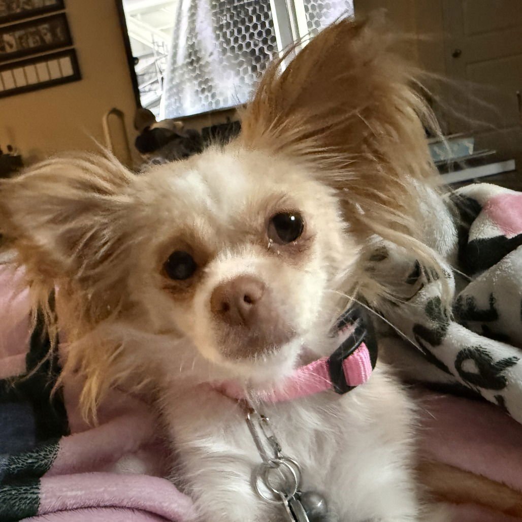 STARRY - Chihuahua available for adoption