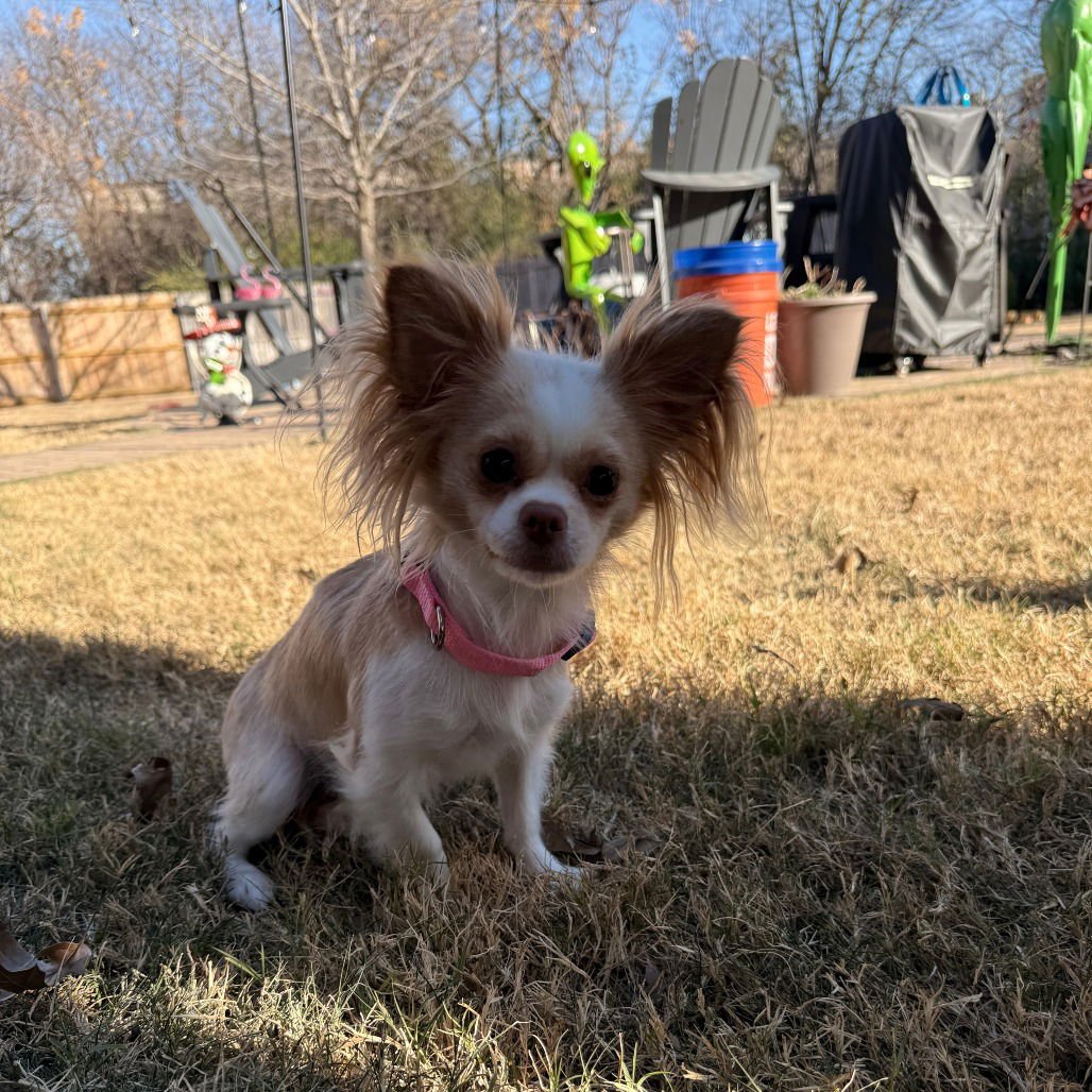 STARRY - Chihuahua available for adoption