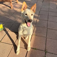 Samson - Photo 3