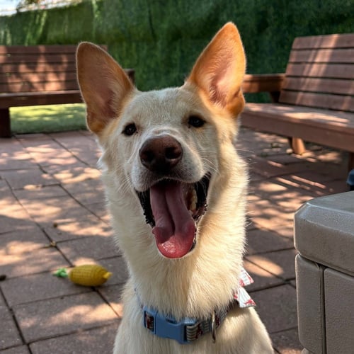 SAMSON - Terrier for adoption in Richardson