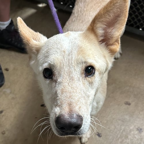 SAMSON - Terrier available for adoption
