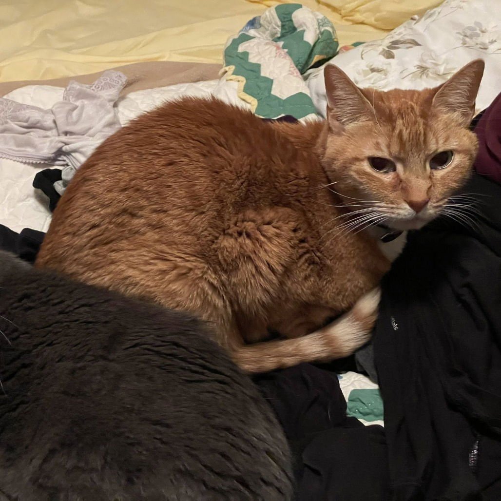 CHARLIE XVII (NEW DIGS) - Domestic Short Hair available for adoption