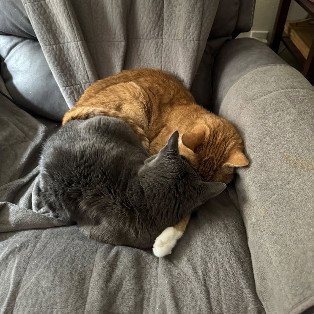 Charlie XVII (New Digs) - Photo 4