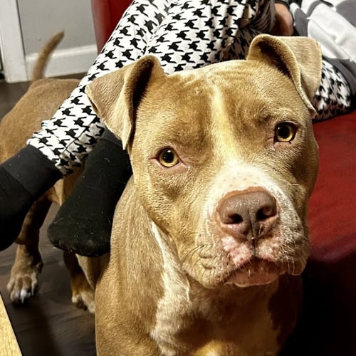 HONEY BUN - Pit Bull Terrier available for adoption