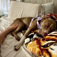 Honey Bun - Photo 3