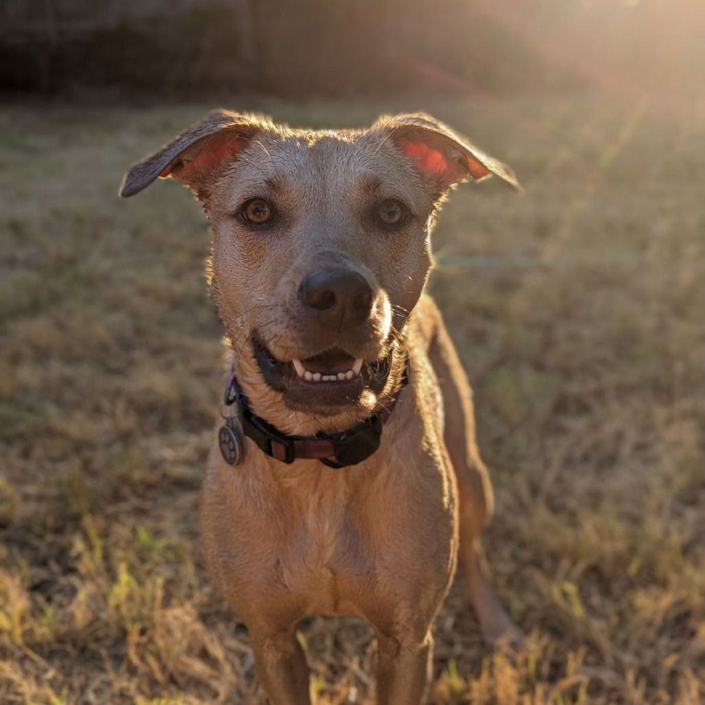 LUNA XXIII (NEW DIGS) - Black Mouth Cur available for adoption