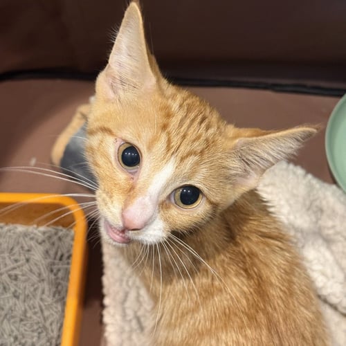 MIMOSA - Domestic Short Hair available for adoption