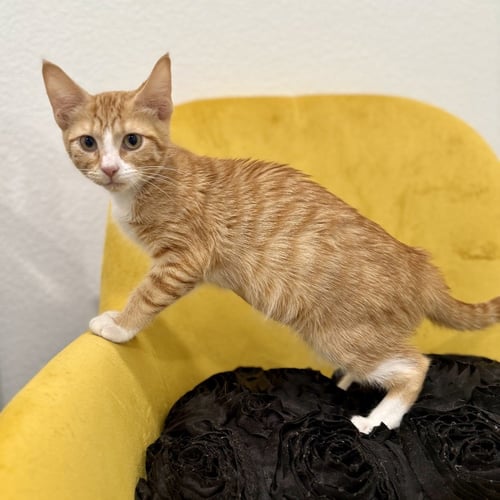 MIMOSA - Domestic Short Hair available for adoption