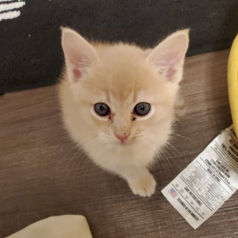 Pipsqueak Image