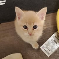 Pipsqueak - Photo 1