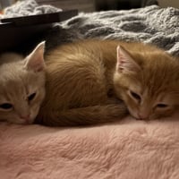 Pipsqueak - Photo 2