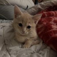 Pipsqueak - Photo 3