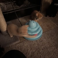 Pipsqueak - Photo 4