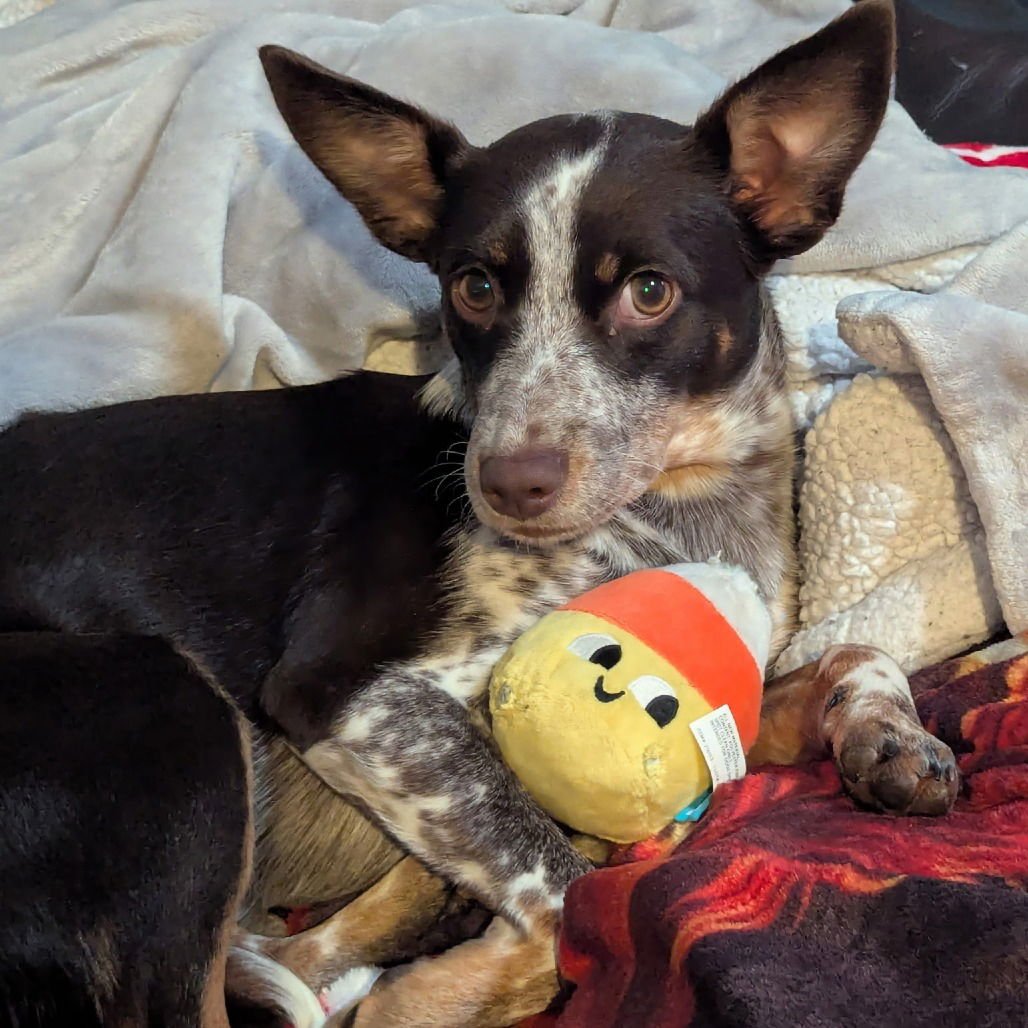 ZELDA - Chihuahua available for adoption