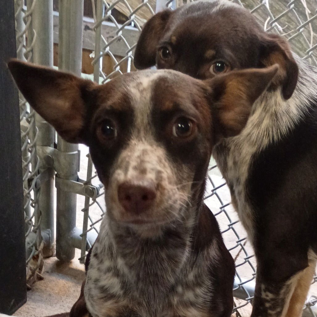 ZELDA - Chihuahua available for adoption