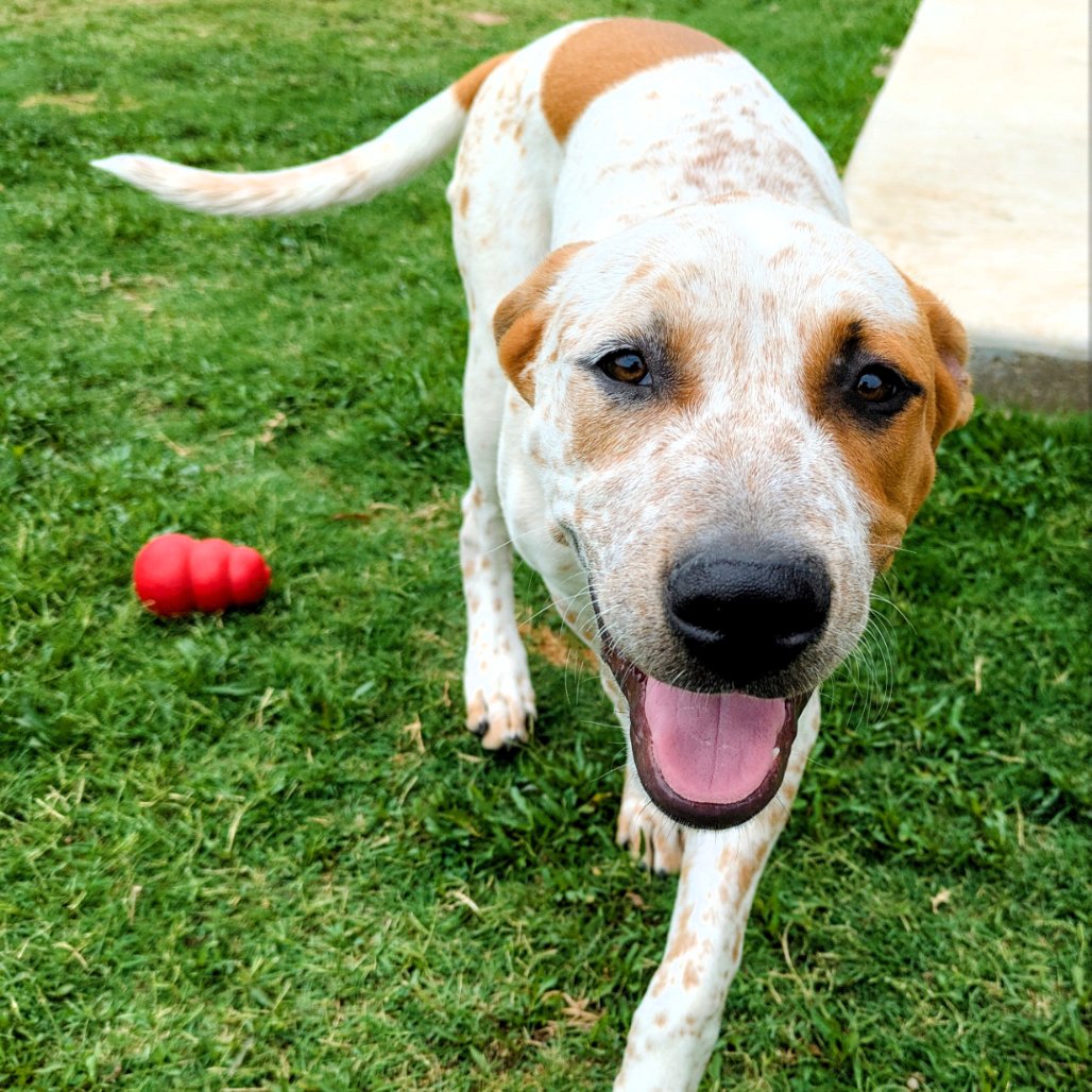 SHELDON DUKE (NEW DIGS) - Boxer available for adoption