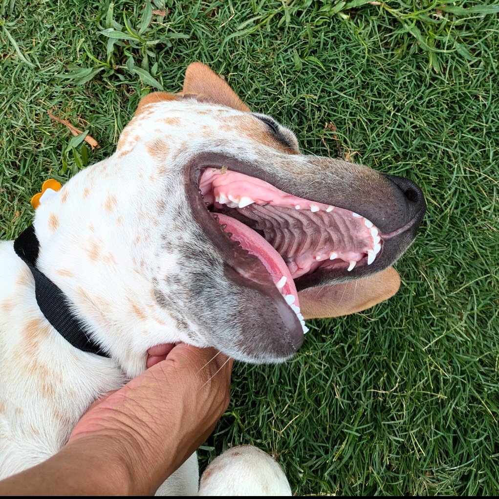 Sheldon Duke (New Digs) - Photo 3