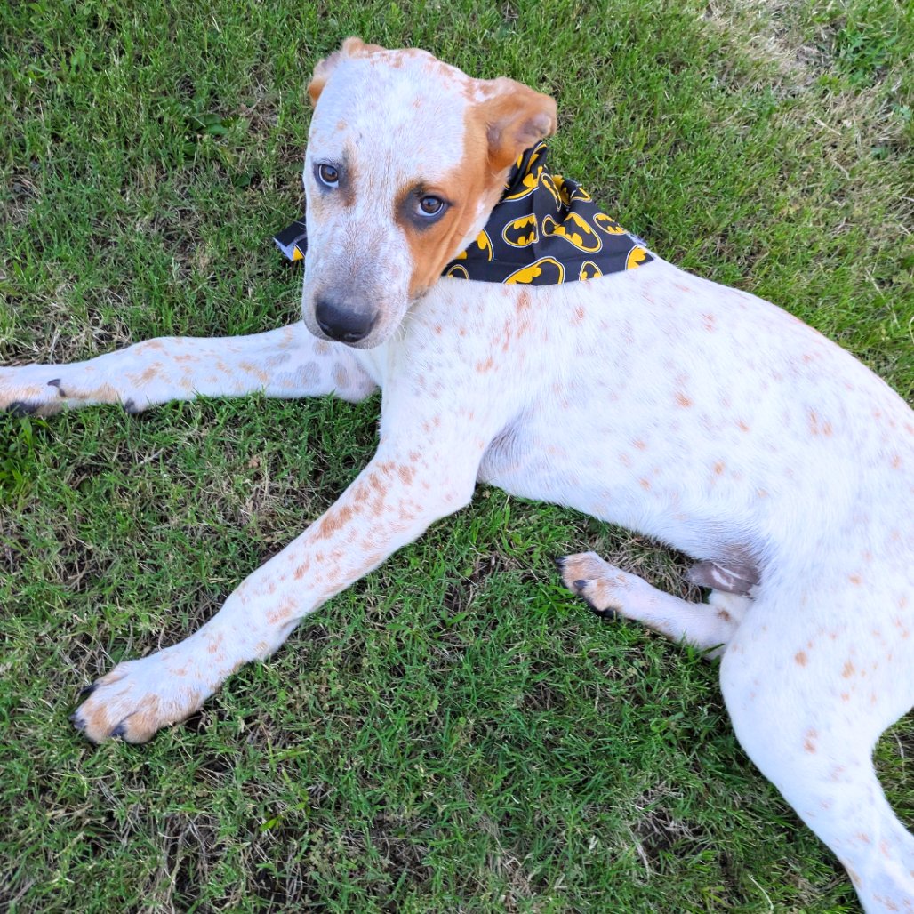 Sheldon Duke (New Digs) - Photo 4