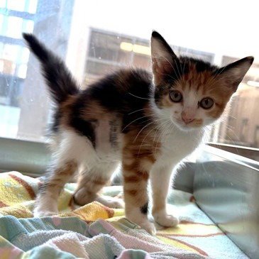 MOLLY - Domestic Short Hair available for adoption