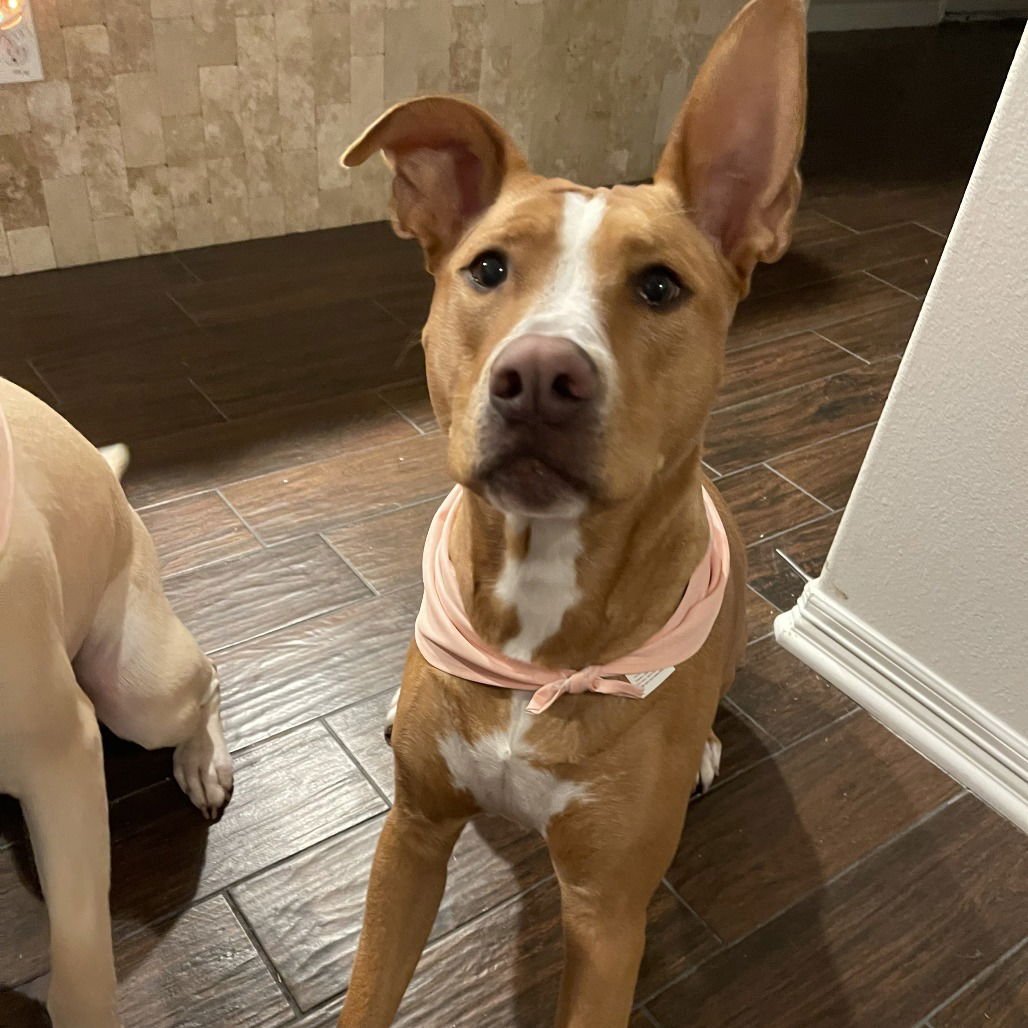 MAPLE II (NEW DIGS) - Labrador Retriever available for adoption