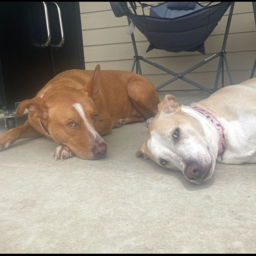 MAPLE II (NEW DIGS) - Labrador Retriever available for adoption