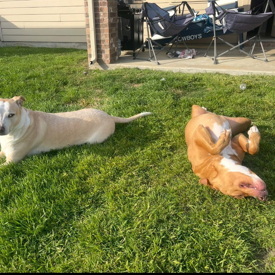 Maple II (New Digs) - Photo 3