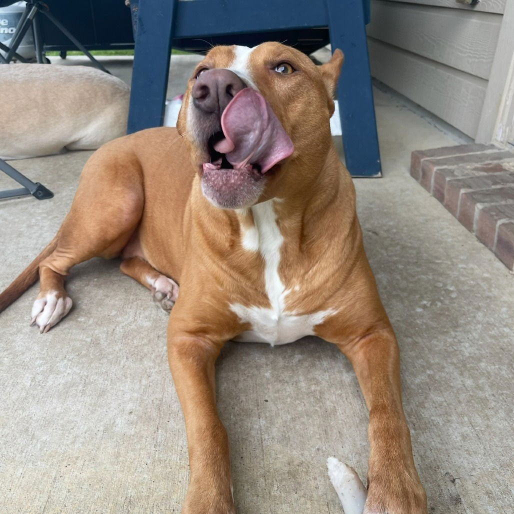 Maple II (New Digs) - Photo 4