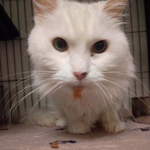 MAVIS - Domestic Medium Hair for adoption in Carrollton