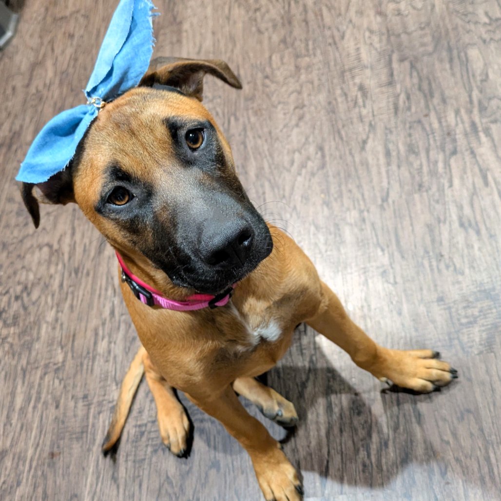 SHARAE JO (NEW DIGS) - Boxer available for adoption