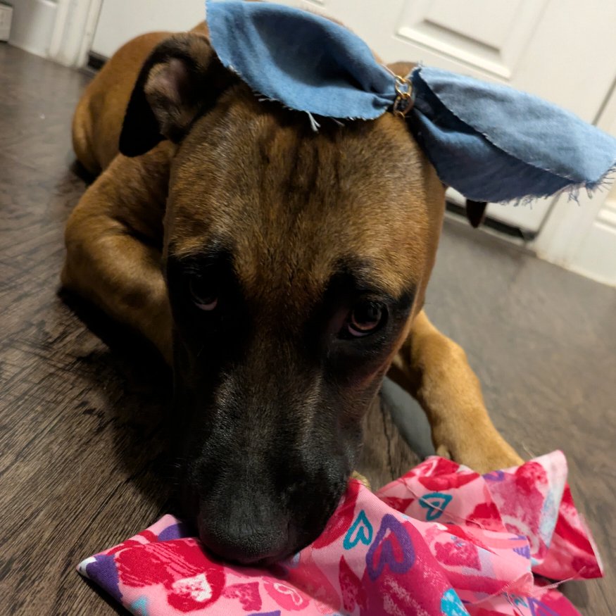 SHARAE JO (NEW DIGS) - Boxer available for adoption