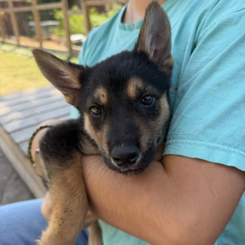 AELIN - German Shepherd Dog available for adoption