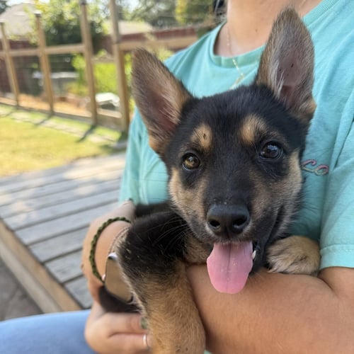 AELIN - German Shepherd Dog available for adoption